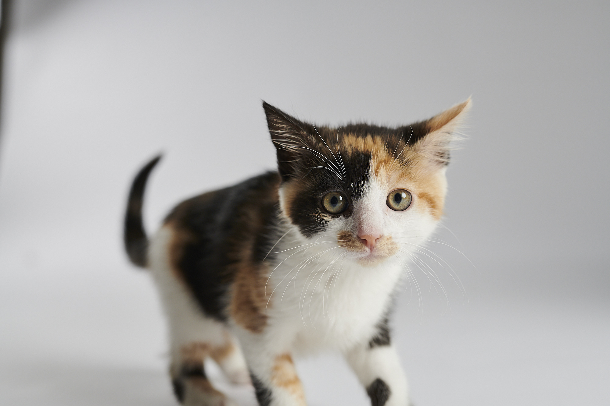 Kitten stehend