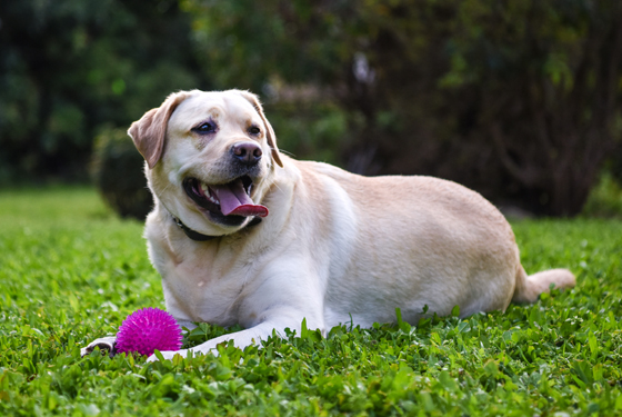 Hund liegt mit Spielzeug auf einer Wiese