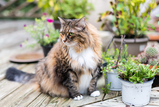 Dicke Katze sitzt neben Pflanzen