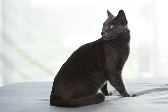 Katze sitzend blickt hinter sich