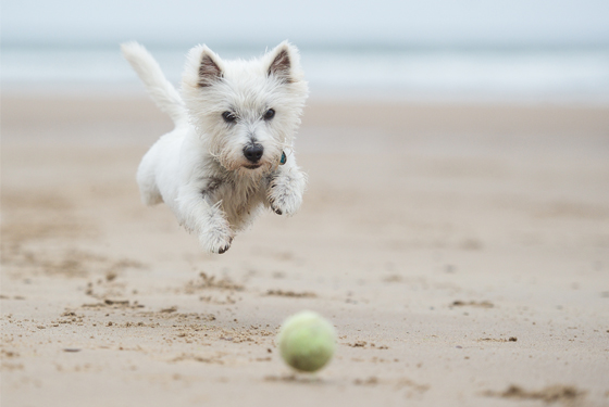Hund mit Spielzeug am Strand