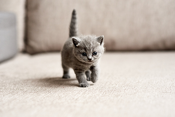 Junges Kitten läuft drinnen