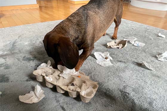 Hund mit Intelligenzspielzeug