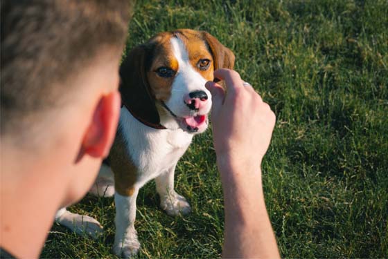 Hund bekommt ein Leckerli