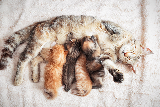 Katze mit säugenden Kitten