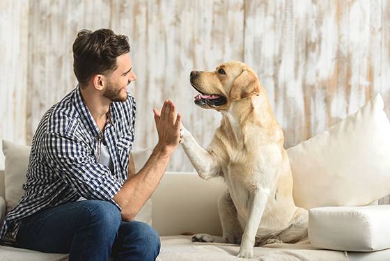 Mann mit Hund High Five