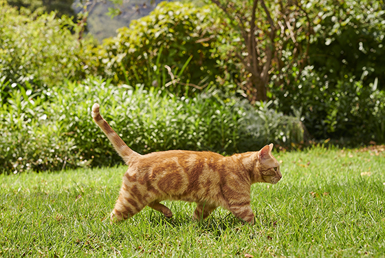 Katze läuft auf Gras
