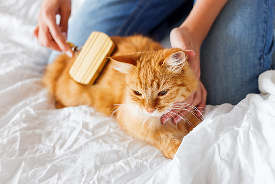 Katze wird gebürstet