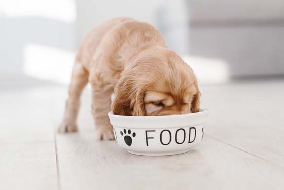 Junger Welpe frisst aus einem Napf mit Food Aufschrift