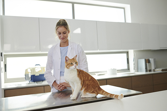 Katze auf Behandlungstisch beim Tierarzt