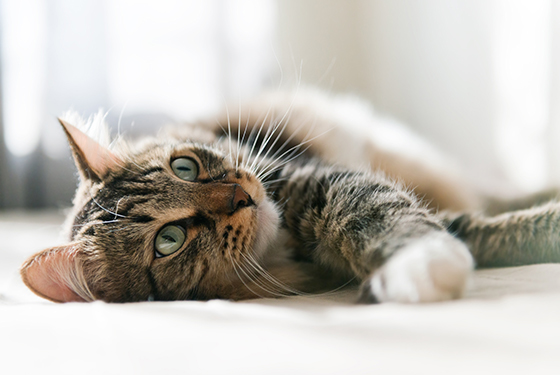 Katze liegt auf dem Boden frontal