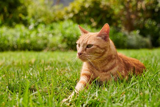 Katze liegt auf Gras