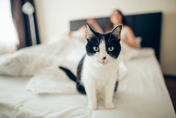 Katze sitzt auf einem Bett
