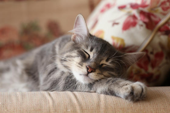 Katze schläft auf dem Sofa