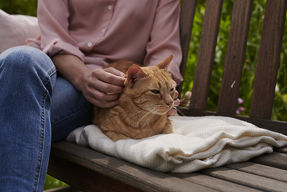 Katze liegt auf einer Bank