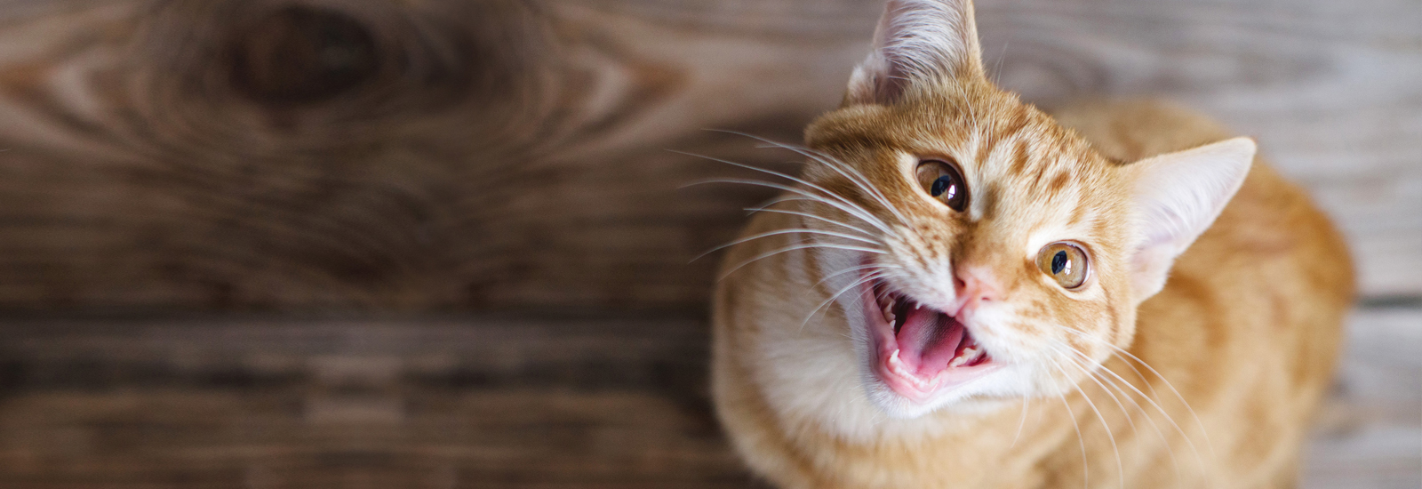 Katze miaut