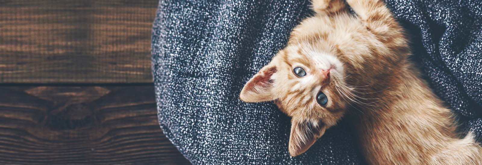 Kitten liegt auf einer Decke
