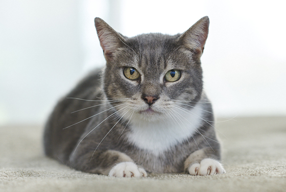 Liegende Katze