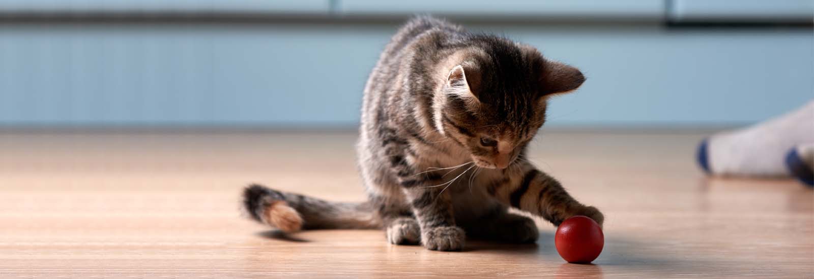 Kitten spielt mit Spielzeug