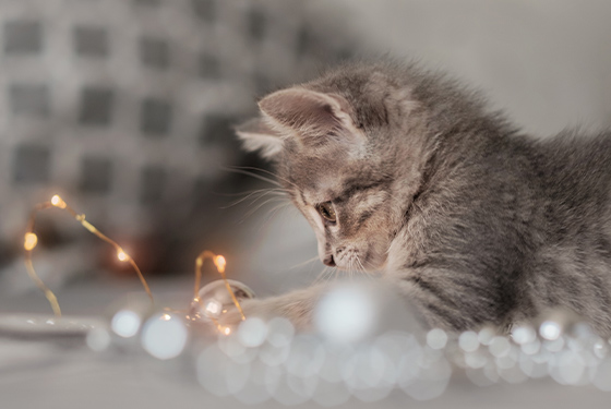 Katze mit Lichterkette