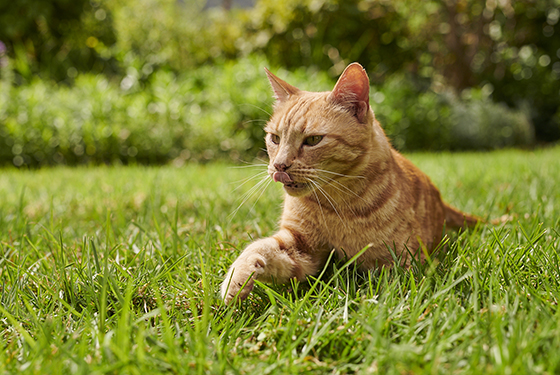 Katze liegt auf Wiese