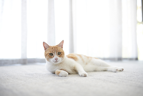 Katze liegt auf der Seite