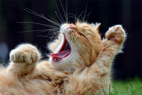 Gähnende Katze