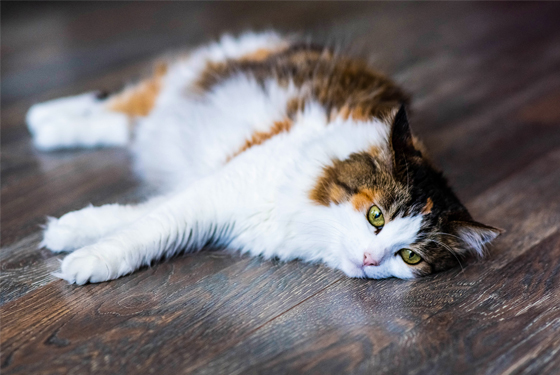 Katze liegt starr auf dem Boden