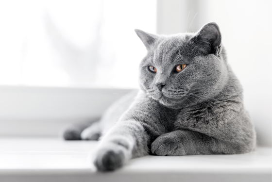 Katze liegt auf einer Fensterbank