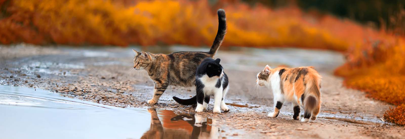 Drei Katzen draußen am Wasser