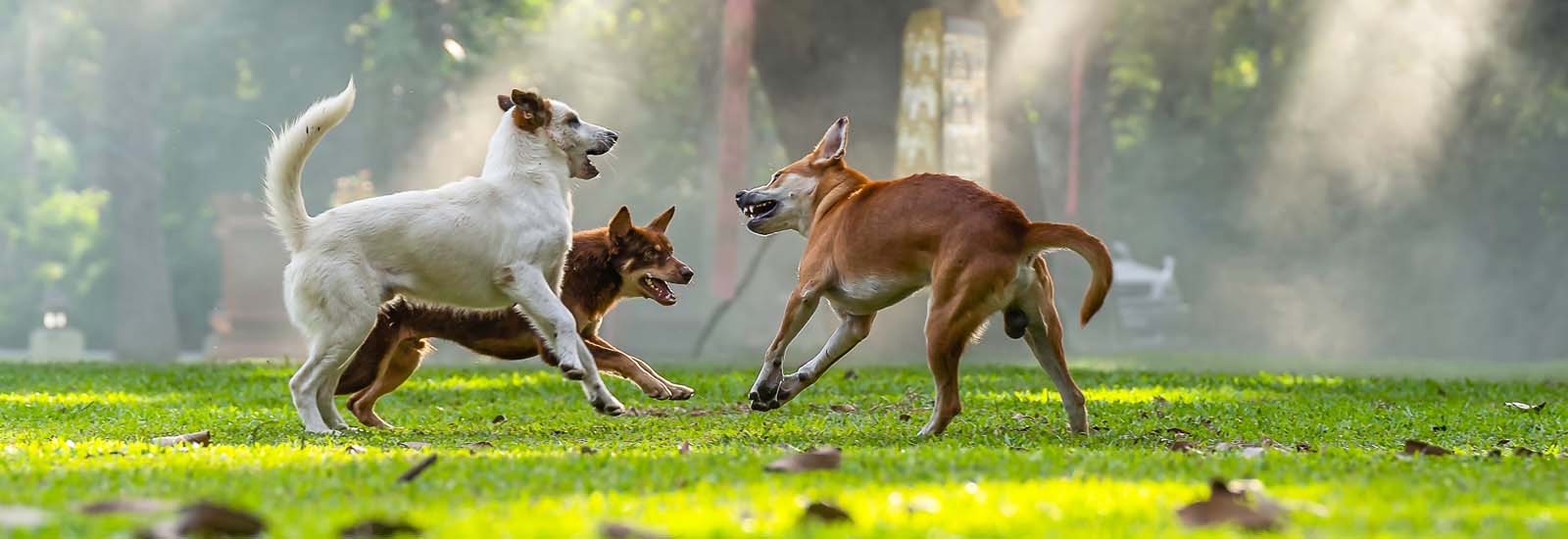 Drei Hunde streiten sich