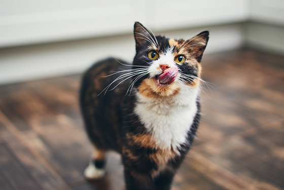 Katze leckt sich das Maul